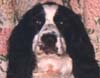 Tobby