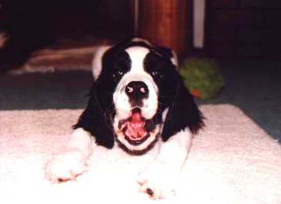 Abigail