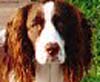Bailey Owen