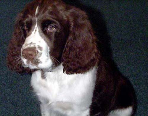 Beau
