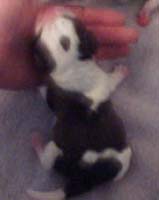 puppy