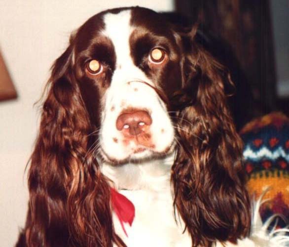 Maggie