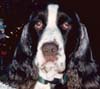 Marshall