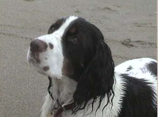 Sadie