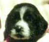 Scrumpy