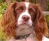 Sofie
