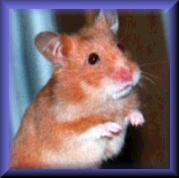 hamster