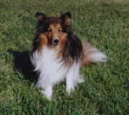 Casey laying down