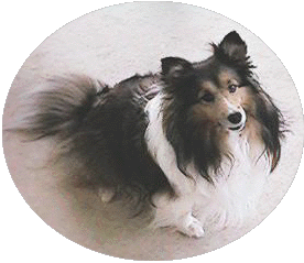 Casey 1