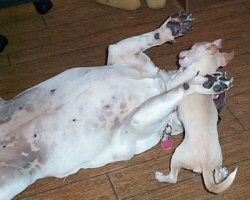 Trouble and Angus