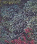 juniper blue star