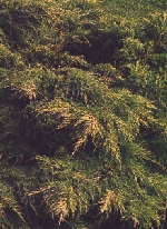 Juniper gold tip