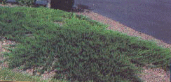 juniper blue rug