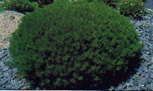 mugo pine