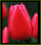 tulip