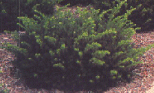 Japenese spreading yew