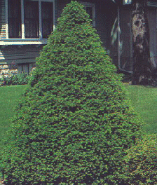 Japnese yew Capitata