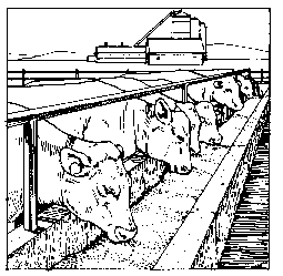 Happy Cattle!