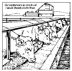 Happy Cattle!