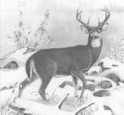 A Proud Deer!