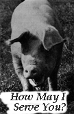 Pork Master