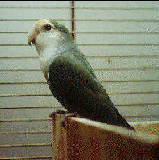 Beau guarding nestbox