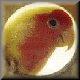 Peachfaced Lovebirds