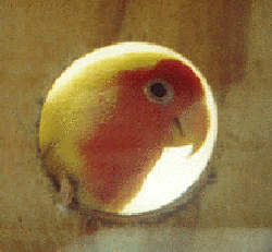 Scarlett guarding nestbox