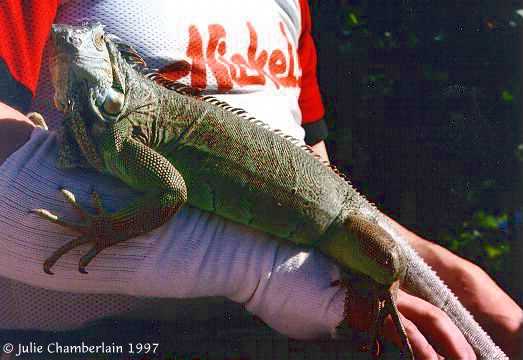 Freddie gestante, vue de c�t�