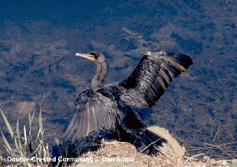 cormorant.gif