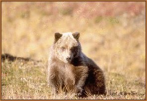 Black Bear