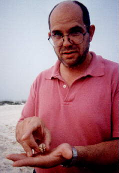 sand flea