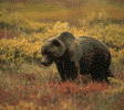bear