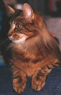 Cooner