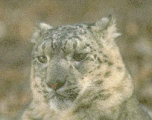snow leopard