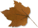 leafbr.gif (3469 bytes)