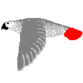 flying bird