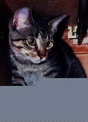 Our cat Sherlock