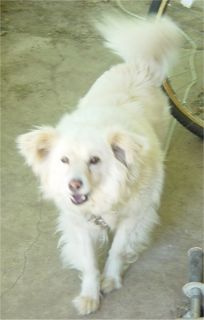 Taffy-before