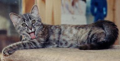 Yawn!