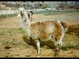 SK Tango Gildersleeve