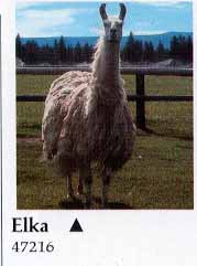 Elka