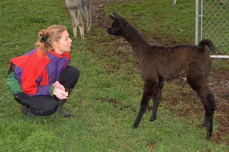 Black Moon and Shannon
