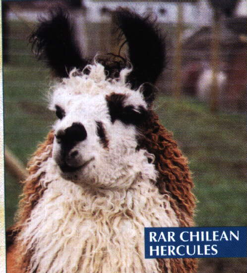 RAR CHILEAN HERCULES