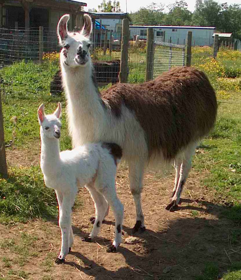 Shamrock and daughter