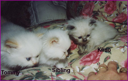 Annie's Kittens