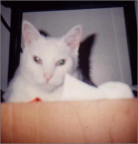 Sinbad