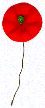 Buddypoppy Flower
