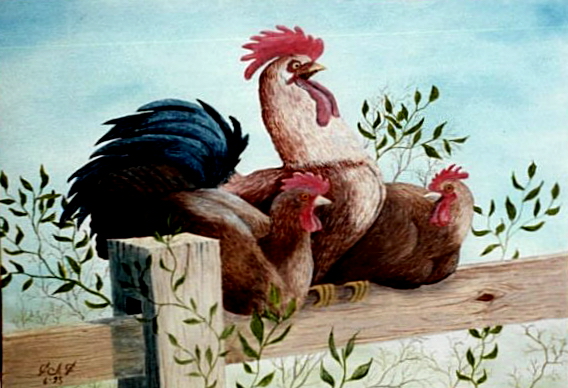 rooster
