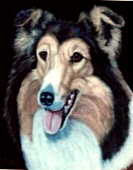Collie